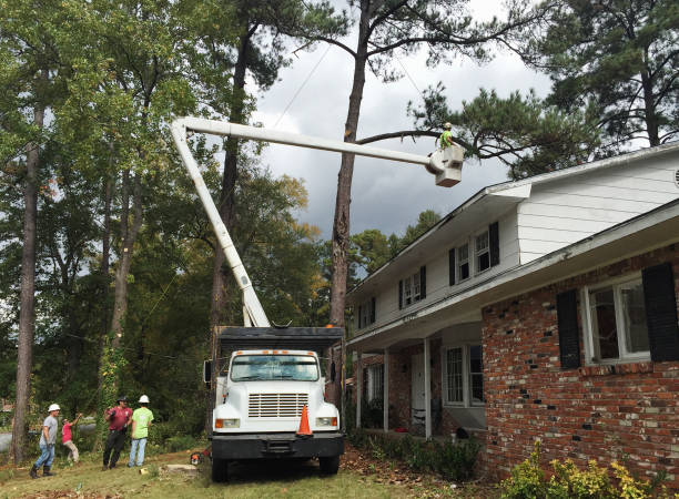 Bristol, IN Tree Care Company