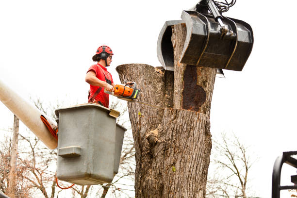 How Our Tree Care Process Works  in  Bristol, IN